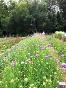 Plant Flowers to Attract Beneficial Pollinators Image